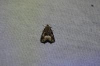 Deltote pygarga