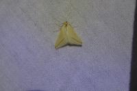 Rhodometra sacraria