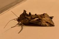 Autographa gamma
