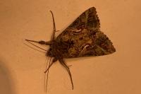 Autographa gamma