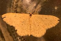 Scopula marginepunctata