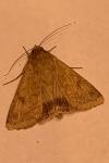 Helicoverpa armigera