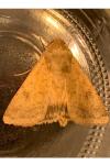 Helicoverpa armigera