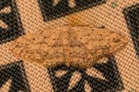 Idaea seriata