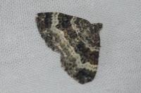 Epirrhoe alternata