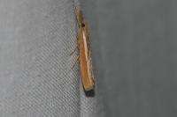 Agriphila tristella