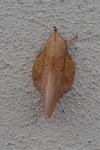 Gastropacha populifolia