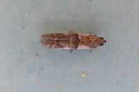 Pseudacrobasis tergestella