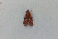Rhodophaea formosa