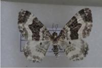 Epirrhoe rivata