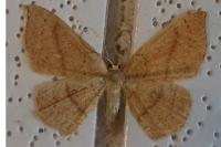 Cyclophora linearia