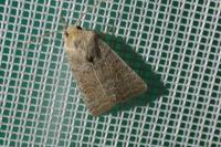 Hoplodrina ambigua/blanda