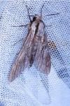 Hyloicus pinastri