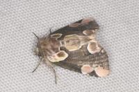 Thyatira batis