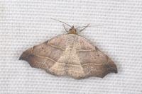Laspeyria flexula