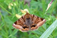 Euclidia glyphica