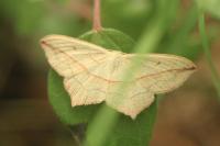 Timandra comae