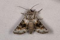 Hecatera bicolorata