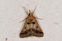 Stemmatophora brunnealis