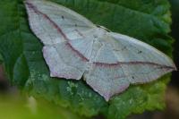 Timandra comae