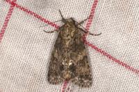 Acronicta rumicis