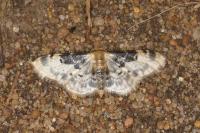 Idaea filicata