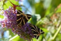 Euplagia quadripunctaria