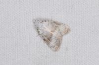 Meganola albula