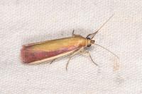 Oncocera semirubella