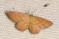 Idaea serpentata