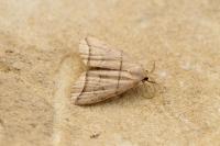 Herminia grisealis