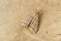 Herminia grisealis
