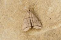 Herminia grisealis