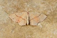 Cyclophora punctaria