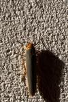 Manulea complana/pseudocomplana