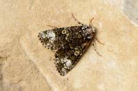 Craniophora ligustri