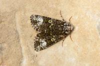 Craniophora ligustri