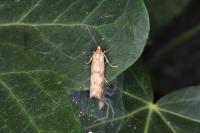 Homoeosoma sinuella