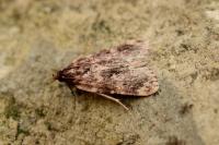 Aglossa caprealis