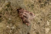 Aglossa caprealis