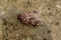 Aglossa caprealis