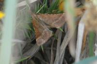 Synaphe punctalis