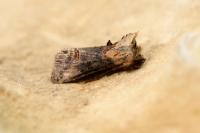 Abrostola triplasia