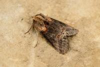 Abrostola triplasia