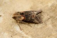 Abrostola triplasia