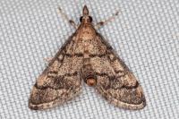 Metasia cuencalis bourgognei