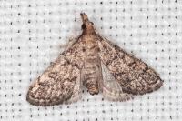 Metasia cuencalis bourgognei
