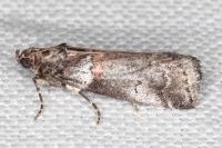 Acrobasis legatea