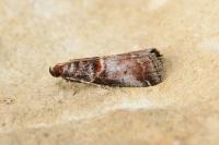 Acrobasis advenella