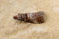 Acrobasis advenella